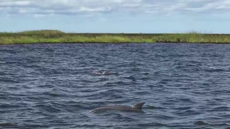 OBX pontoon man dolphin watching tours